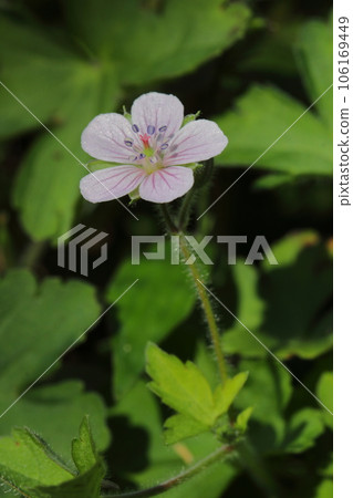Cranesbill花 Cranesbill花 106169449
