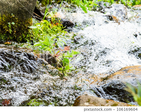 Refreshing scenery in summer, the clear murmuring of abundant spring water 106169604