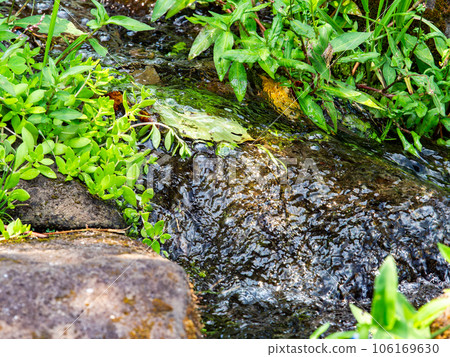 夏季景色清新,泉水清澈潺潺 夏季景色清新,泉水清澈潺潺 106169630