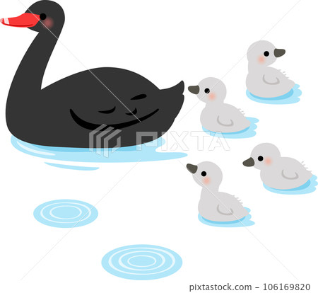 黑天鵝親鳥和雛鳥在水面上 106169820