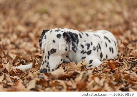 young dalmatian dog in autumn forest young dalmatian dog in autumn forest 106169859