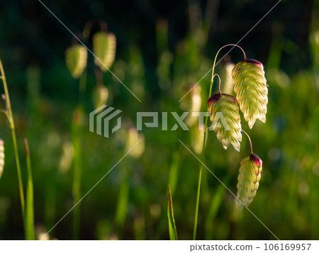 逆光下閃閃發光的小番莊 106169957
