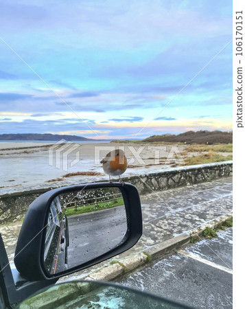 Red Robin sitting on a car mirror in Ireland 106170151