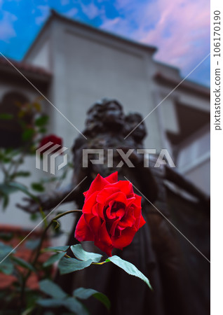 Red roses at Takarazuka "Flower Road", May 30, Japan 106170190