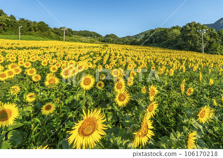 Sannokura Kogen (ski resort) in summer Sunflower Festa 2023 in full bloom Kitakata City, Fukushima Prefecture Sannokura Kogen (ski resort) in summer Sunflower Festa 2023 in full bloom Kitakata City, Fukushima Prefecture 106170218