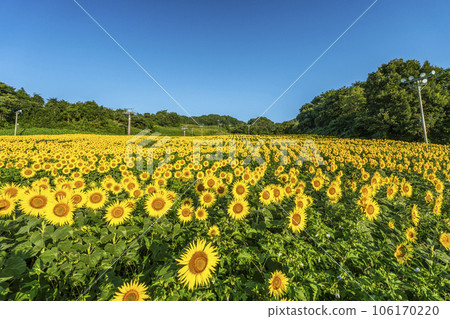 夏季三之倉高原（滑雪場） 盛開的向日葵節 2023 福島縣喜多方市 106170220