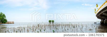 Green mangrove tree planting in mangrove forest. Mangrove ecosystem. Natural carbon sinks. Mangroves capture CO2 from the atmosphere. Blue carbon ecosystems. Mangroves absorb carbon dioxide emissions. Green mangrove tree planting in mangrove forest. Mangrove ecosystem. Natural carbon sinks. Mangroves capture CO2 from the atmosphere. Blue carbon ecosystems. Mangroves absorb carbon dioxide emissions. 106170371