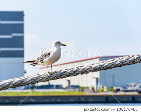 海鷗在夏季港口的繩索上休息 106170465