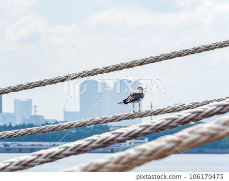 Seagulls resting on the ropes of the summer port Seagulls resting on the ropes of the summer port 106170475