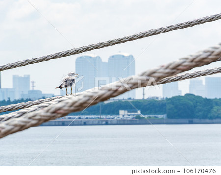 Seagulls resting on the ropes of the summer port Seagulls resting on the ropes of the summer port 106170476