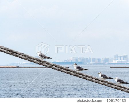 海鷗在夏季港口的繩索上休息 106170483