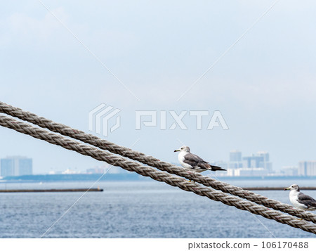 Seagulls resting on the ropes of the summer port 106170488