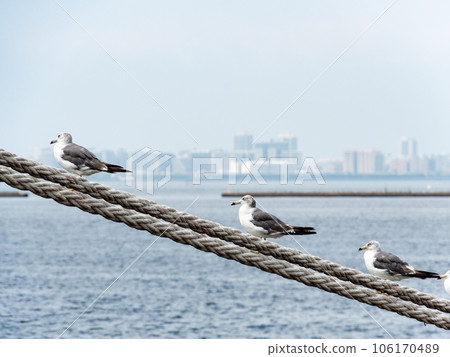 Seagulls resting on the ropes of the summer port Seagulls resting on the ropes of the summer port 106170489