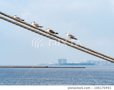 海鷗在夏季港口的繩索上休息 106170491