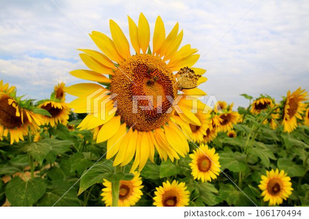 Blooming in the midsummer sun... Sunflowers at Himawari Hiroba Blooming in the midsummer sun... Sunflowers at Himawari Hiroba 106170494