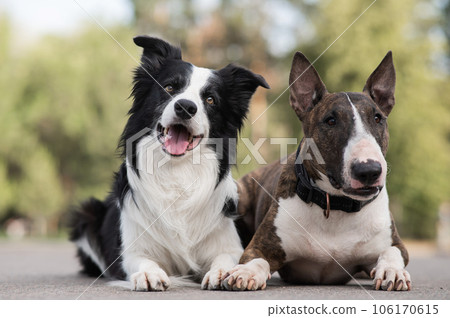Black and white border collie and brindle bull terrier lie side by side on a walk.  Black and white border collie and brindle bull terrier lie side by side on a walk.  106170615