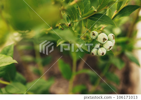 Fresh green blueberry at bush branch or shrub at garden or fruit farm field Fresh green blueberry at bush branch or shrub at garden or fruit farm field 106171013