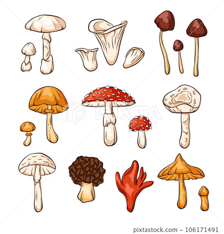 Hand drawn colorful inedible mushrooms collection in cartoon style. Fly Agaric, Autumn Skullcap, Deadly Webcap, False Morel, Poison fire coral. Vector illustration isolated on a white background. 106171491