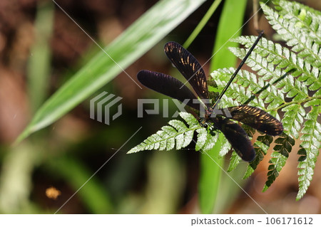 A beautiful haguro dragonfly when you look down 106171612