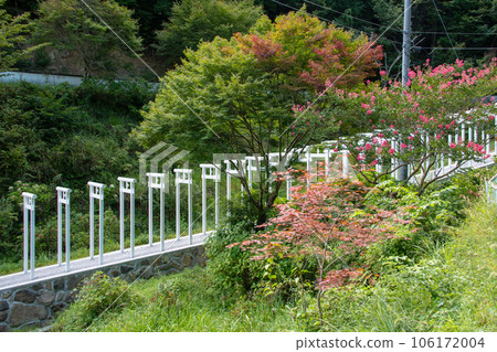 Niimi City, Okayama Prefecture Women's Koya, Saidoji Hakuryu White Thousand Torii Gates 106172004