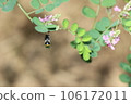 快速移動的藍斑蜜蜂 106172011