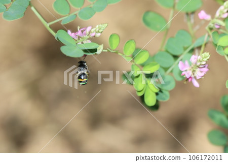 A fast-moving blue-spotted honey bee A fast-moving blue-spotted honey bee 106172011