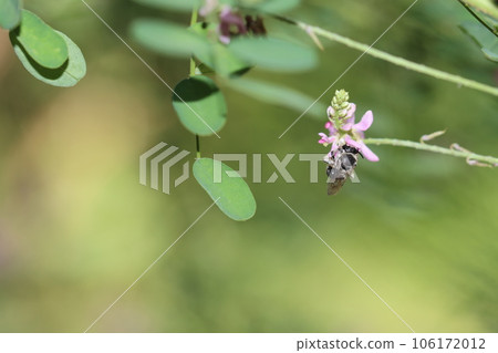 快速移動的藍斑蜜蜂 快速移動的藍斑蜜蜂 106172012