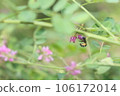 快速移動的藍斑蜜蜂 106172014