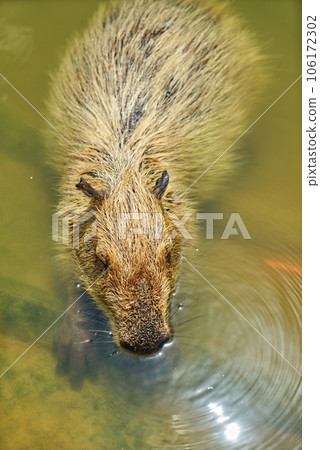 Portrait of a cute capybara resting Portrait of a cute capybara resting 106172302