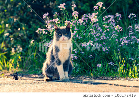 一隻眼睛不好的貓和一朵花 一隻眼睛不好的貓和一朵花 106172419
