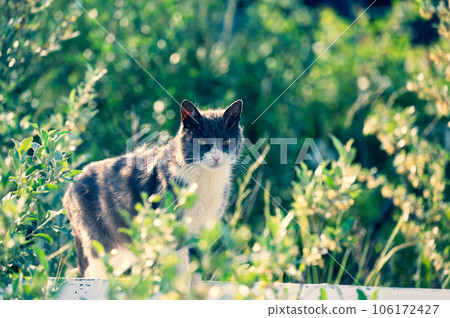 A cat with bad eyes staring at you 106172427