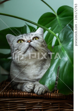 Cute silver tabby british shorthair cat 106172763