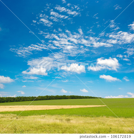 Green spring field and blue sky with clouds. Green spring field and blue sky with clouds. 106172819