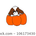 南瓜和西施犬 106173430