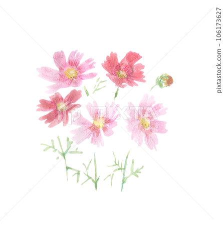 波斯菊花 106173627