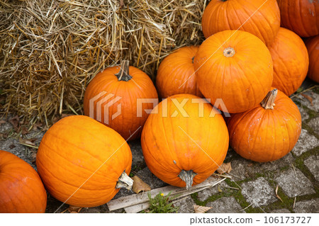 Pile of many ripe orange bright pumpkins on trailer cart against straw hay at pumpkin farm yard. Halloween thanksgiving celebration symbol plant. Country rustic squash autumn background Pile of many ripe orange bright pumpkins on trailer cart against straw hay at pumpkin farm yard. Halloween thanksgiving celebration symbol plant. Country rustic squash autumn background 106173727