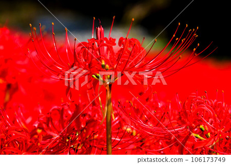 盛開的叢生孤挺花（豐田市相妻女川） 106173749