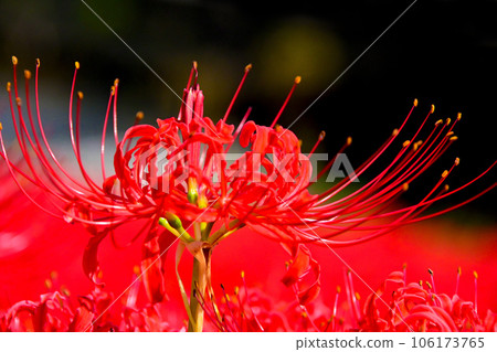 盛開的叢生孤挺花（豐田市相妻女川） 106173765