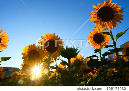 橫濱的向日葵田 106173980