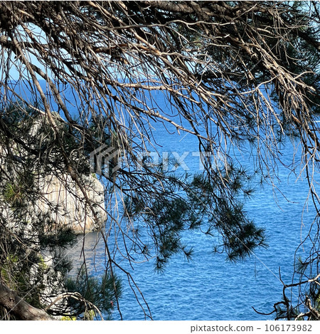 Tree and sea view 106173982