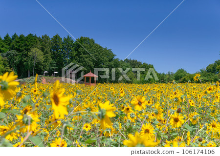 Sera Kogen Farm, Sunflower field in summer Sera Kogen Farm, Sunflower field in summer 106174106