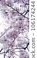 Sakura 01 106174244