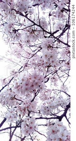 櫻花01 106174244