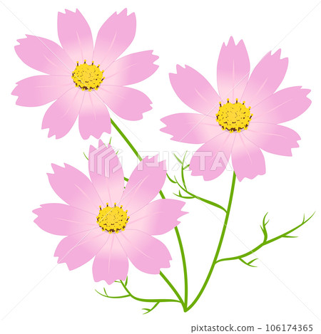 波斯菊花矢量 #01 波斯菊花矢量 #01 106174365