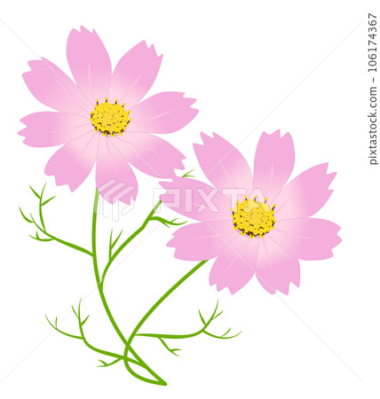 波斯菊花矢量 #02 106174367