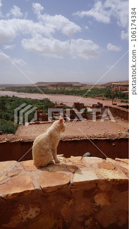 Landscape and cat of Ait Benhaddou [Morocco] 106174384