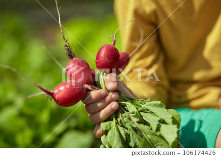 Harvest radishes in the hands of a child in a backyard garden 106174426