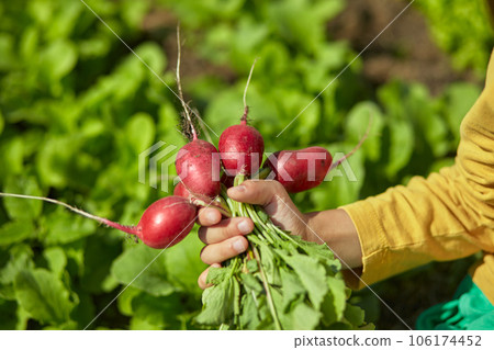 Harvest radishes in the hands of a child in a backyard garden Harvest radishes in the hands of a child in a backyard garden 106174452