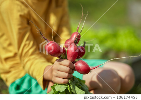 Harvest radishes in the hands of a child in a backyard garden 106174453