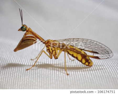 A mantis-like mantis, a member of the Mayfly family. A mantis-like mantis, a member of the Mayfly family. 106174751